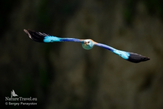 European roller photography / ©Sergey Panayotov